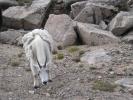 PICTURES/Mount Evans and The Highest Paved Road in N.A - Denver CO/t_Goat Shaggy.jpg